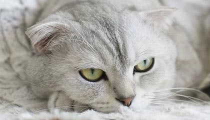 时时彩|游泳赛事v9.4.2